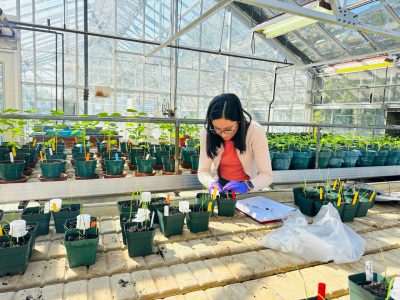 A Ph.D. student works in the greenhouse at Southern Piedmont AREC.