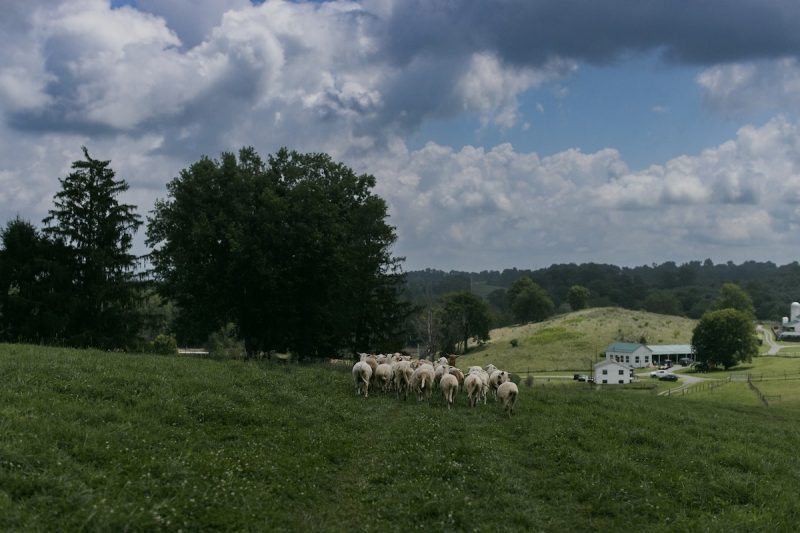 Virginia Agricultural Experiment Station | VAES | Virginia Tech